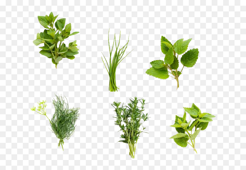 Thumb Image - Herb Png, Transparent Png - herbs png