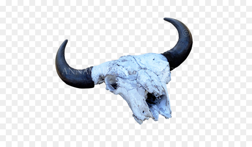 Animal, HD Png Download - cow skull png