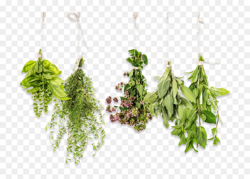 The World Of Herbs - Herbs Png, Transparent Png - herbs png