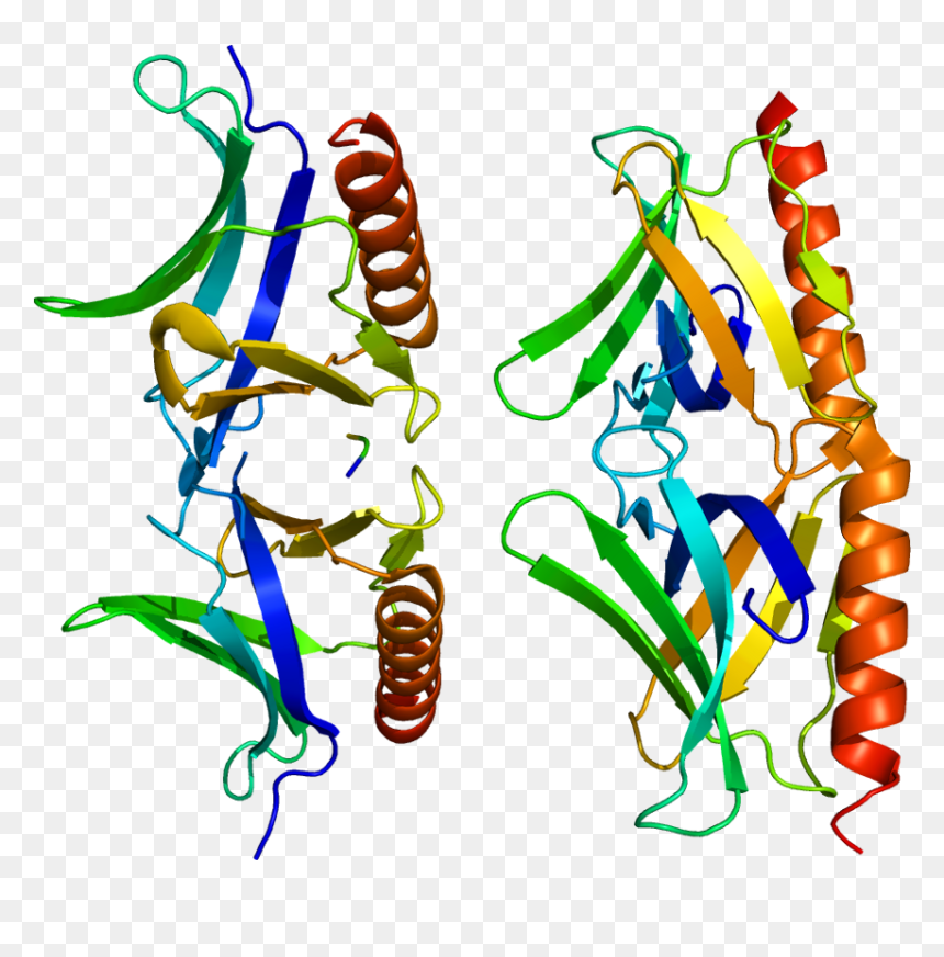 Protein Homer2 Pdb 1i7a - Homer2 Protein, HD Png Download - homer png