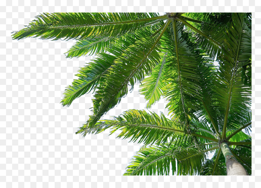 Aislado, Palmeras, La Naturaleza, HD Png Download - palmeras png