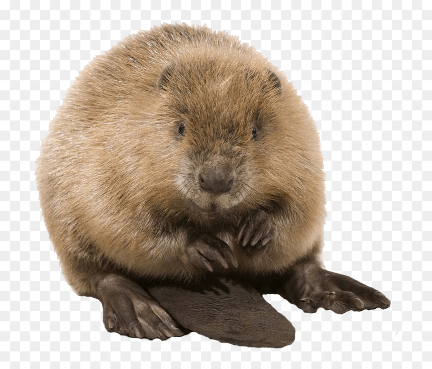 Cute Beaver Clip Arts - Transparent Beaver Png, Png Download - beaver png