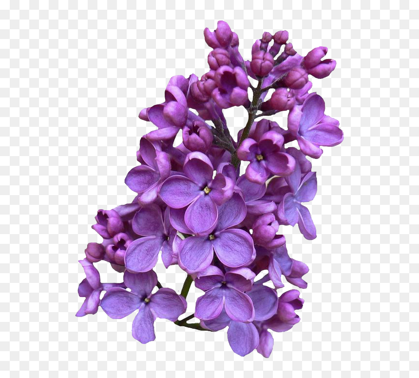 Lilac Png, Transparent Png - lilac png
