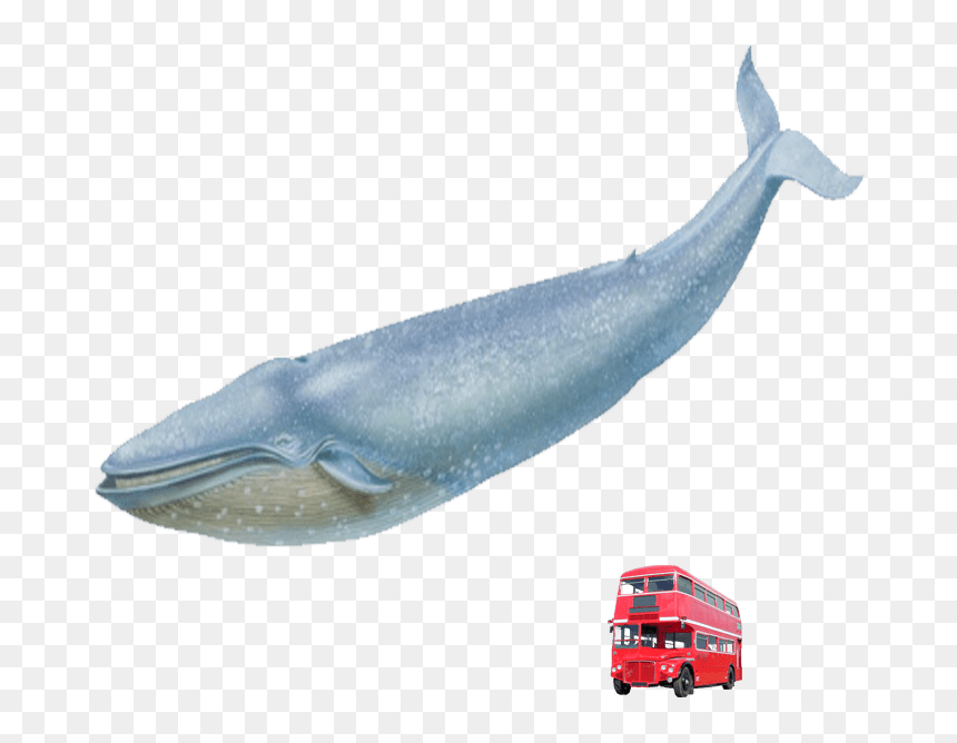 Blue Whale Red London Bus - Blue Whale London Bus, HD Png Download - blue whale png