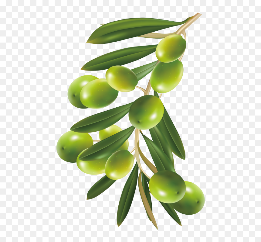 Herbal Png - Herbels Trees Png, Transparent Png - herbs png