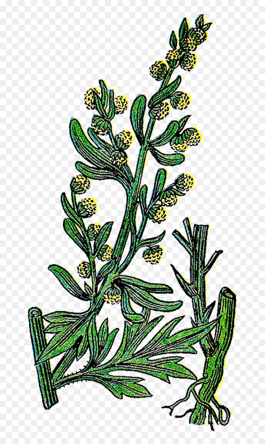 Herb 20clipart - Wormwood Png, Transparent Png - herbs png