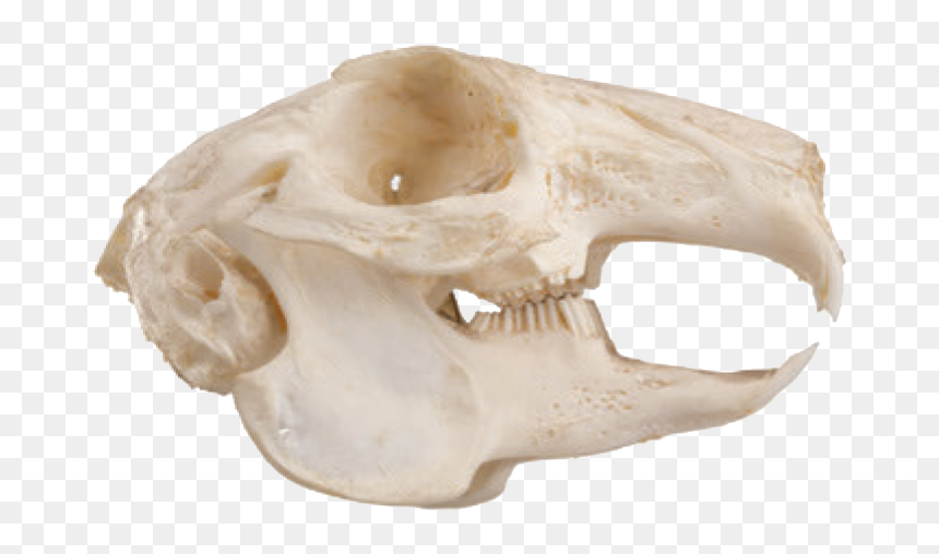Rodent, HD Png Download - cow skull png
