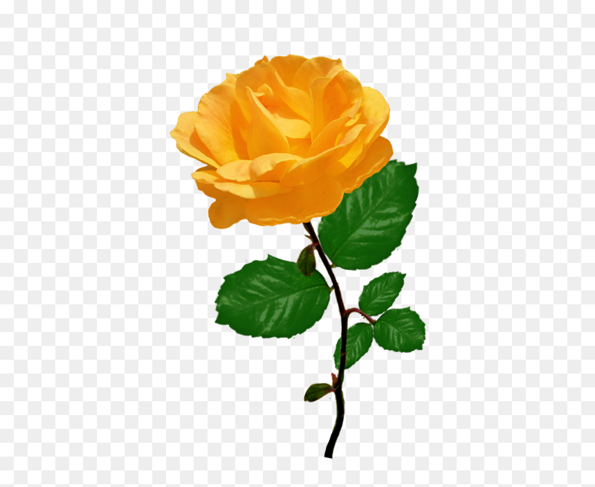 Red Orange With Leaves, HD Png Download - yellow rose png