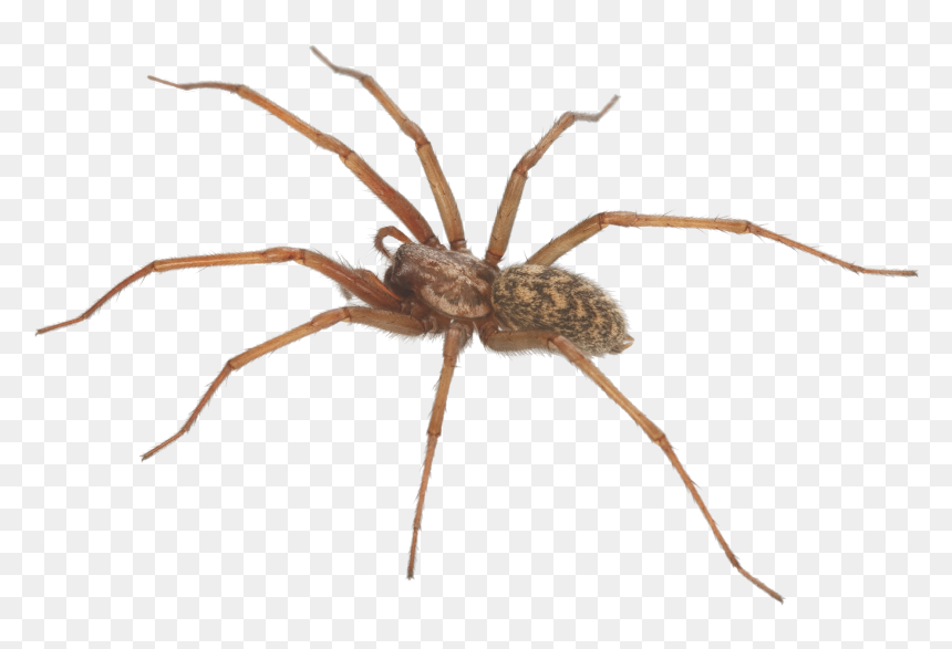 The Category Of Dangerous Spiders Is Predominantly - Brown Recluse Spider, HD Png Download - spiders png