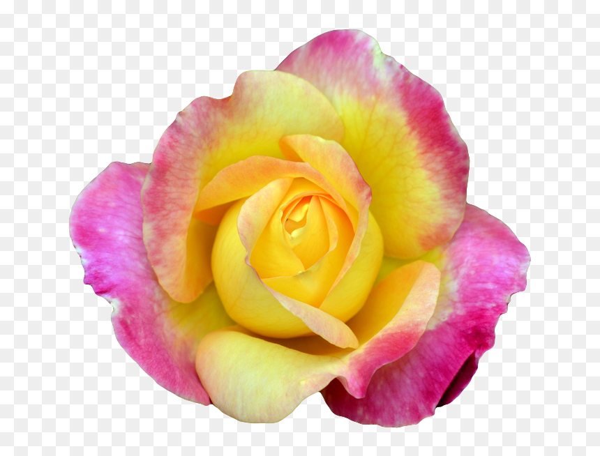 Pink And Yellow Rose Png , Png Download - Portable Network Graphics, Transparent Png - yellow rose png