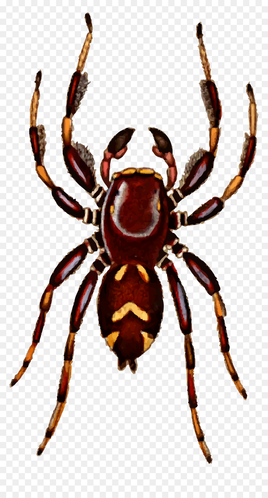 Spider Clipart Jumping Spider - Jumping Spider Clipart, HD Png Download - spiders png