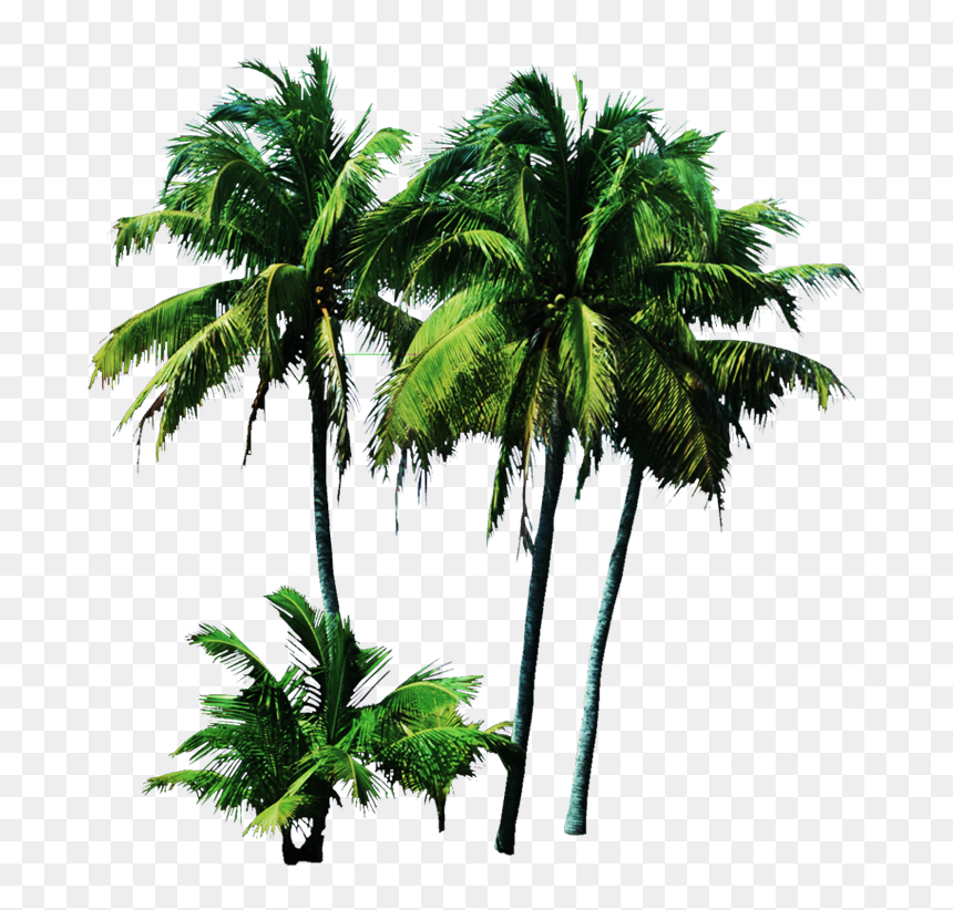 Palmeras Zps07428da3 - Palm Trees Psd, HD Png Download - palmeras png