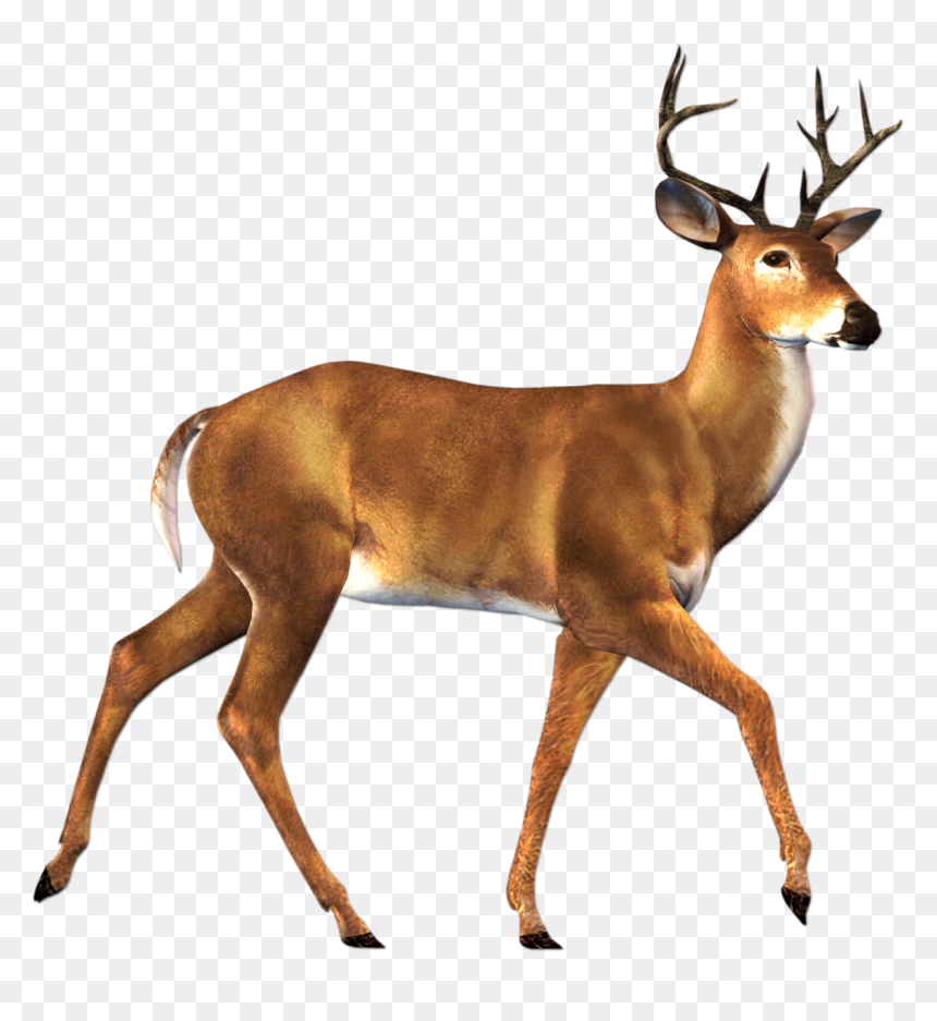 Deer Clipart Png, Transparent Png - buck png