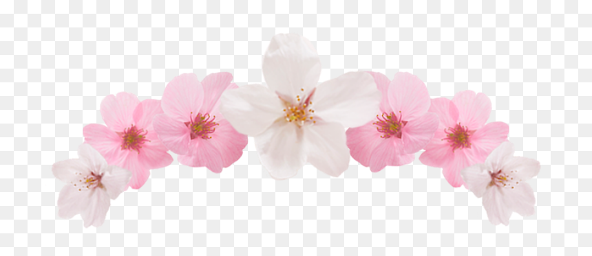 Editing, Cute Pngs, Bnw And Edit Materials - Impatiens, Transparent Png - editing pngs