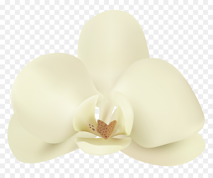 Vanilla Flower Png Clip Art Image , Png Download, Transparent Png - vanilla png