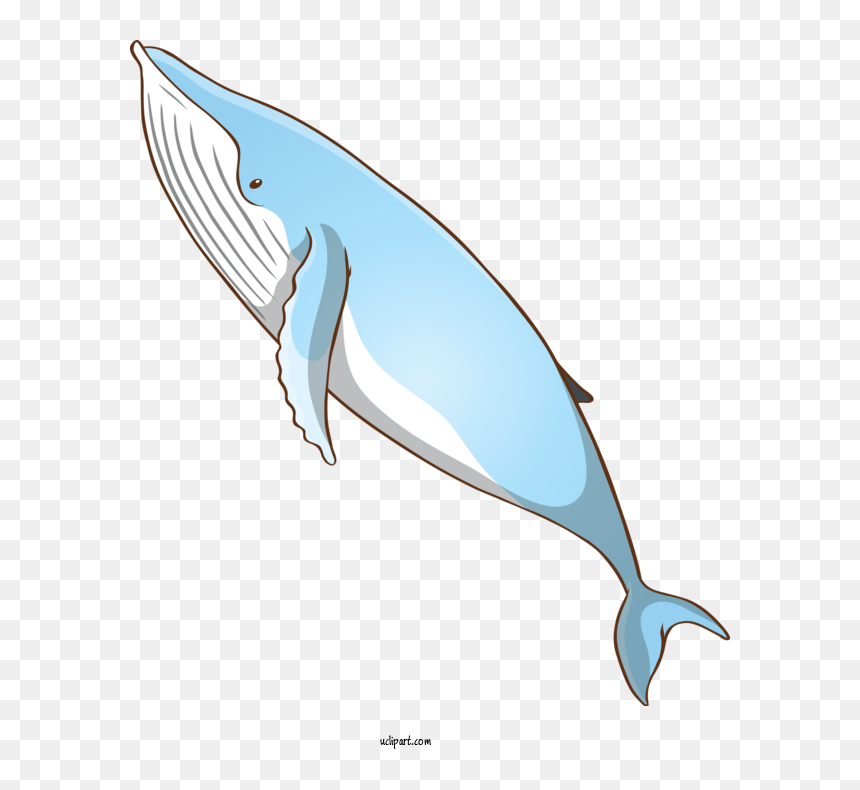 Transparent Animals Fin Bottlenose Dolphin Blue Whale - Whale, HD Png Download - blue whale png