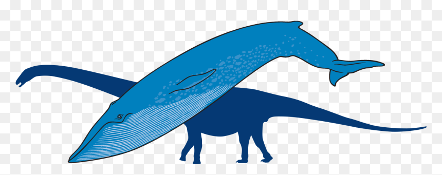 Blue Whale With Outline Of Titanosaur In Background - Whale, HD Png Download - blue whale png