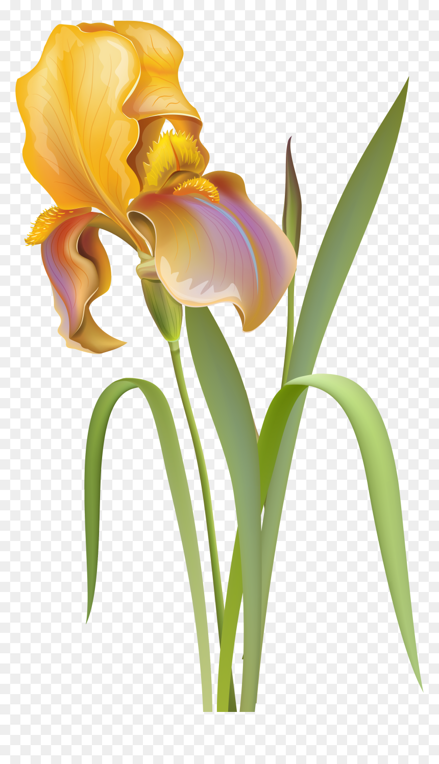 Iris Flower Png Clip Art - Iris Flower Png, Transparent Png - iris png