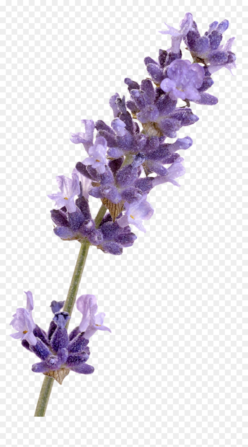 Ieuan Honey Lavender, HD Png Download - lilac png
