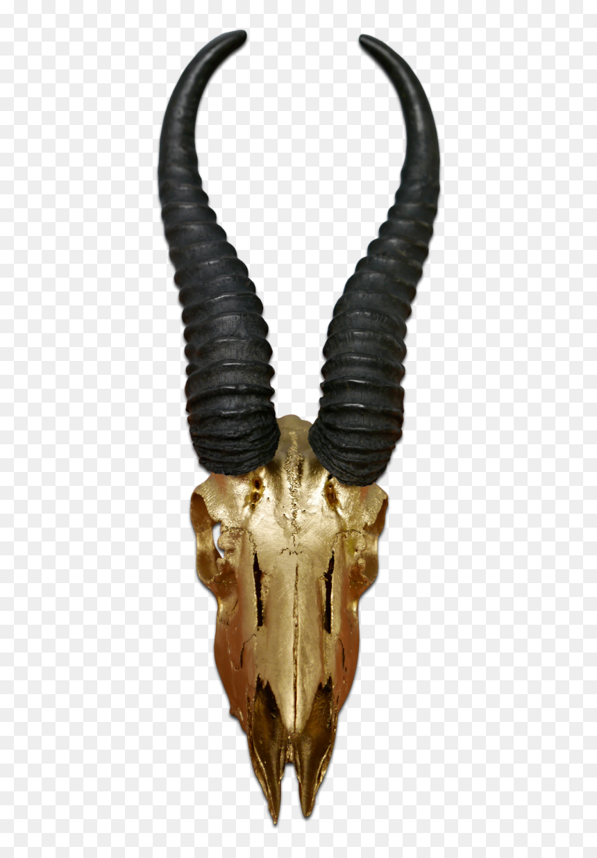Real Springbok Skull Gold Spray Painted Metal Bracket - Antelope Horns Transparent, HD Png Download - cow skull png