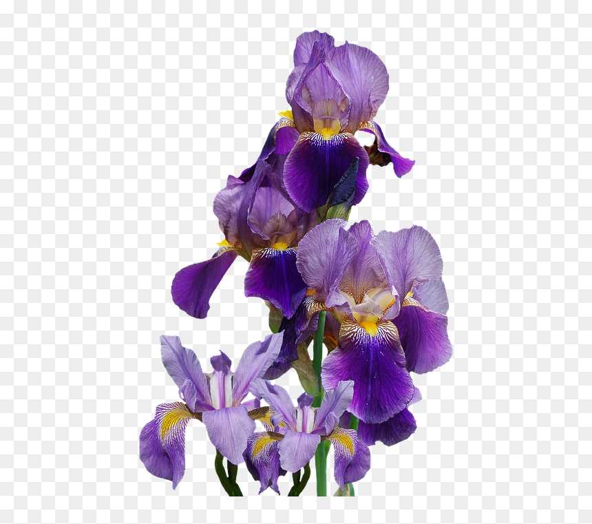 Iris, Flower, Nature, Isolate - Transparent Iris Flower Png, Png Download - iris png