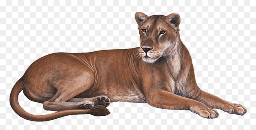 Lioness Download Transparent Png Image - Wall Decal, Png Download - lioness png