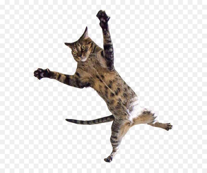 Thumb Image - Cats Jumping, HD Png Download - cat .png