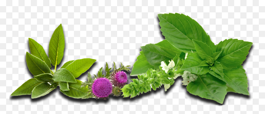 Brom Ex Foamer (2306x1050), Png Download - Herbs Png, Transparent Png - herbs png