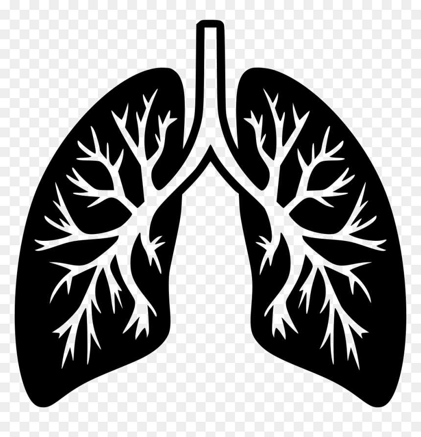 Lungs Png - Transparent Background Lungs Png, Png Download - lungs png