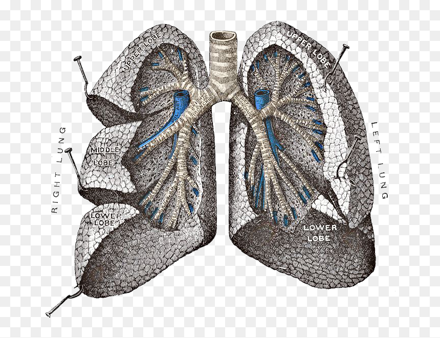 Lungs Png Image - Pope Lung, Transparent Png - lungs png
