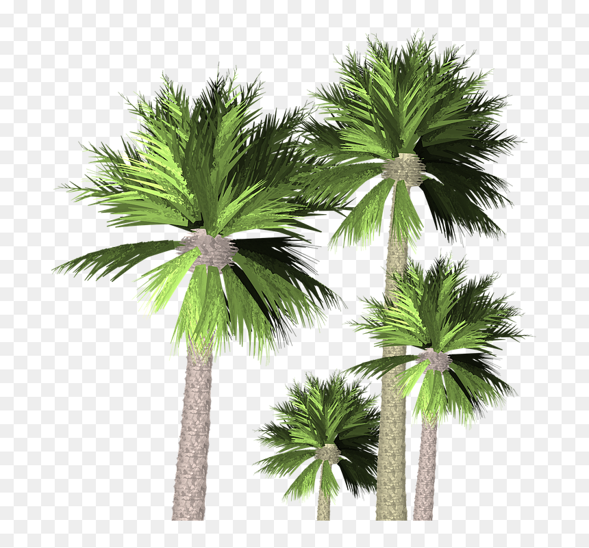 Palmtrees Transparent, HD Png Download - palmeras png