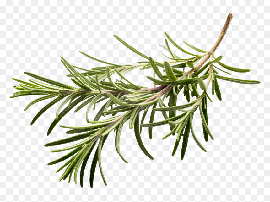 Fresh Herbs White Background - Rosemary, HD Png Download - herbs png