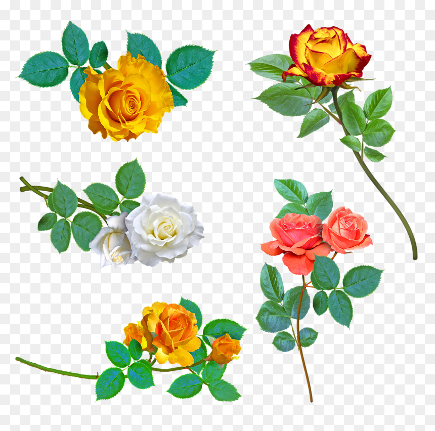 Rose, HD Png Download - yellow rose png