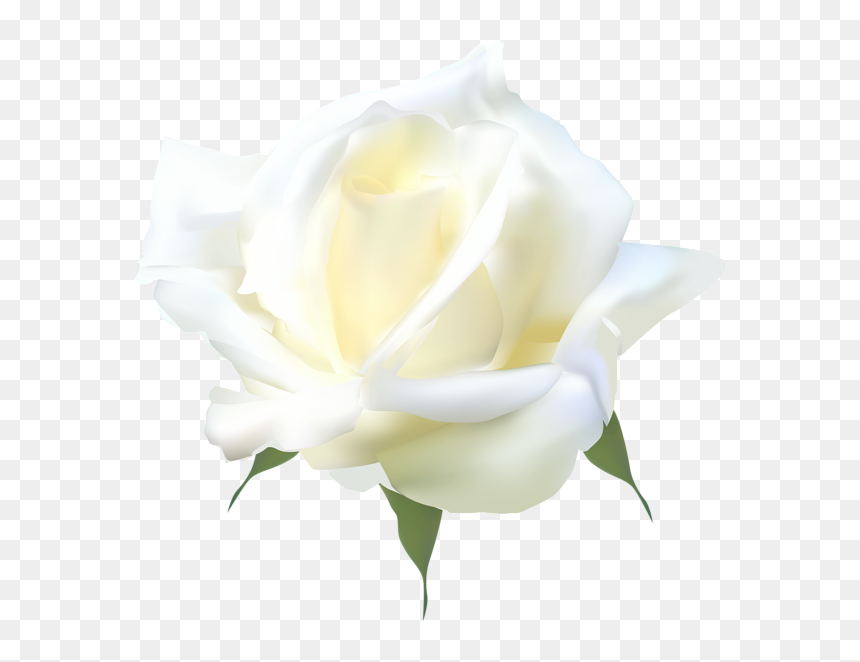 Thumb Image - Floribunda, HD Png Download - yellow rose png