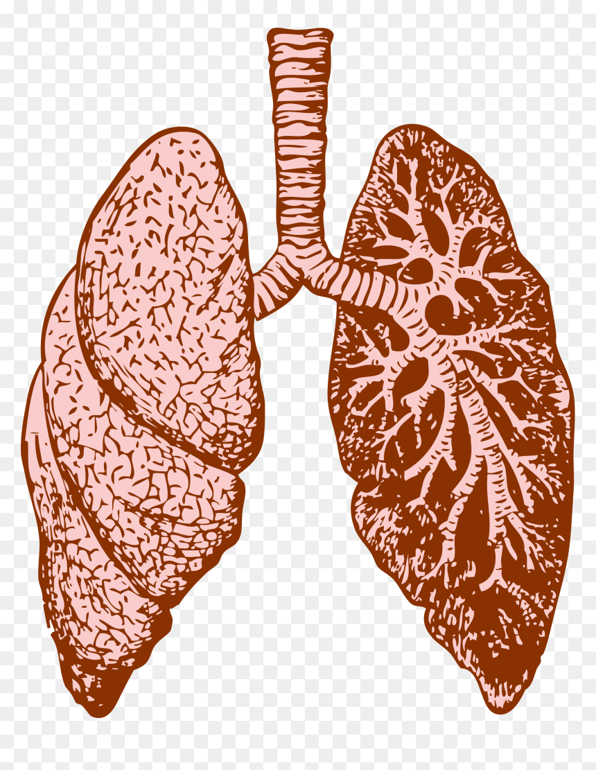 Lungs Clip Arts - Lungs Png, Transparent Png - lungs png