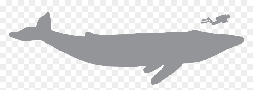 Jaguar, HD Png Download - blue whale png