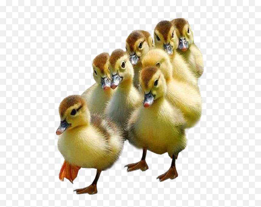 Ducklings With Transparent Background, HD Png Download - ducks png