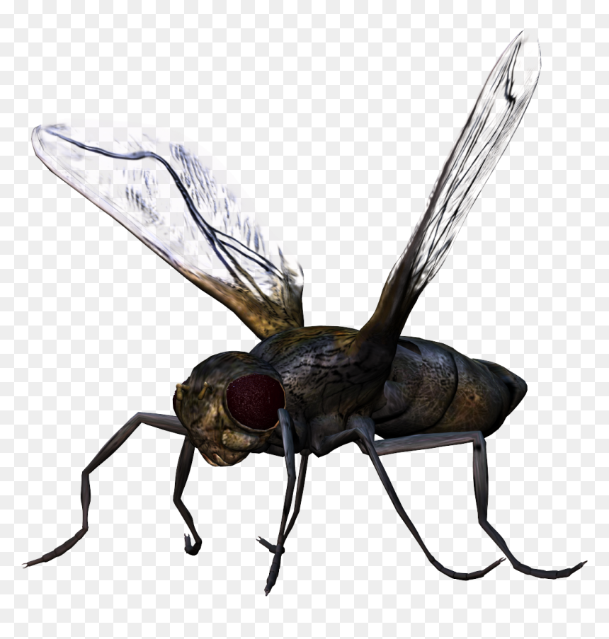 Bug Png Image - Bug Png, Transparent Png - bugs png