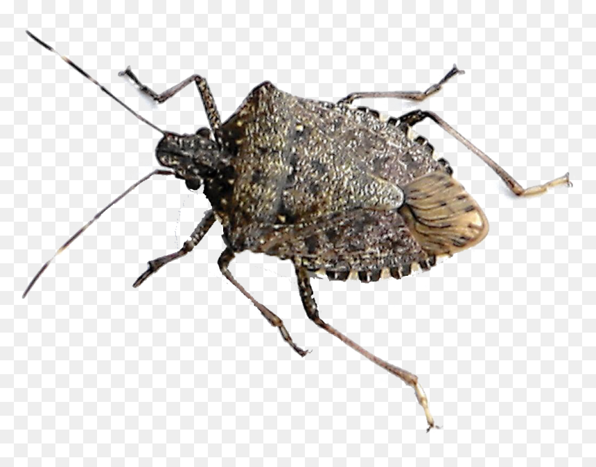 Bugs Png Clipart - Chicago Bugs, Transparent Png - bugs png