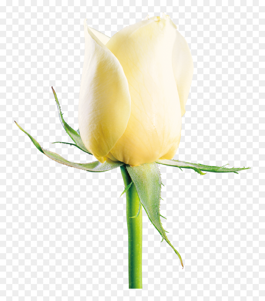 Download For Free White Roses Png Image - White Rose Image Download, Transparent Png - yellow rose png