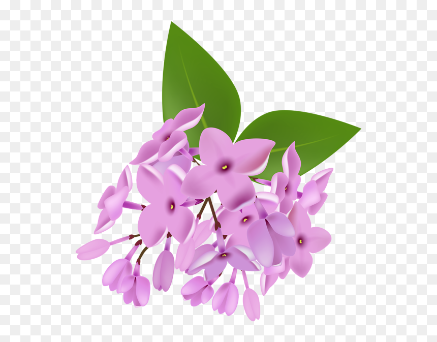 Lilac Png - Lilac, Transparent Png - lilac png