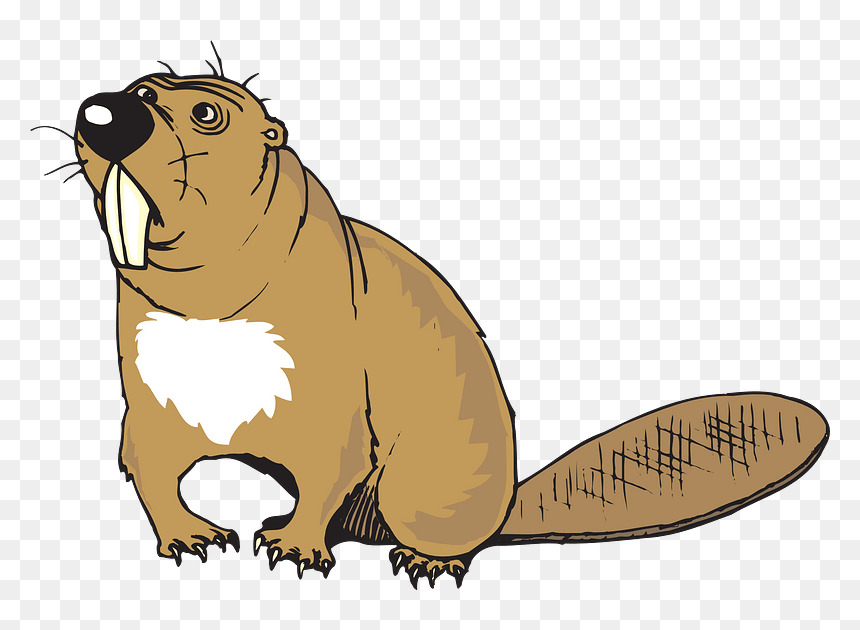 Funny Beaver Clipart - Beaver Cliparts, HD Png Download - beaver png