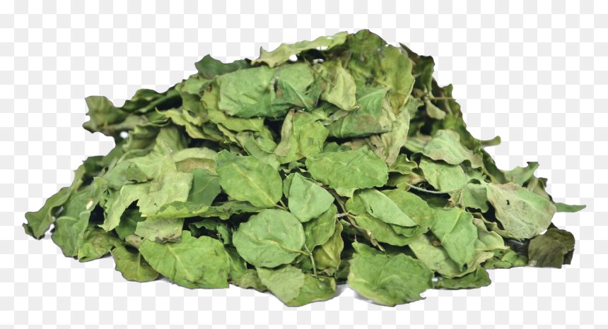 Herbs & Botanicals-moringa Leaves - Moringa Dry Leaves Png, Transparent Png - herbs png