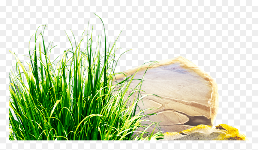 Clipart Grass Herbs - Clip Art, HD Png Download - herbs png