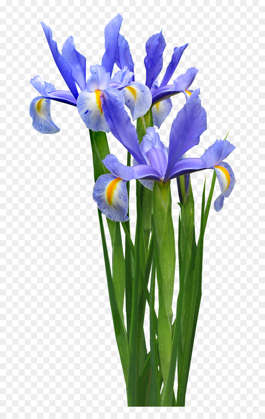 Transparent Iris Flower Png, Png Download - iris png