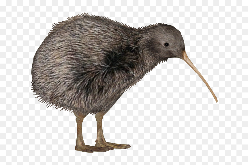 Kiwi Bird Png , Png Download - Kiwi Bird Transparent Background, Png Download - bird.png