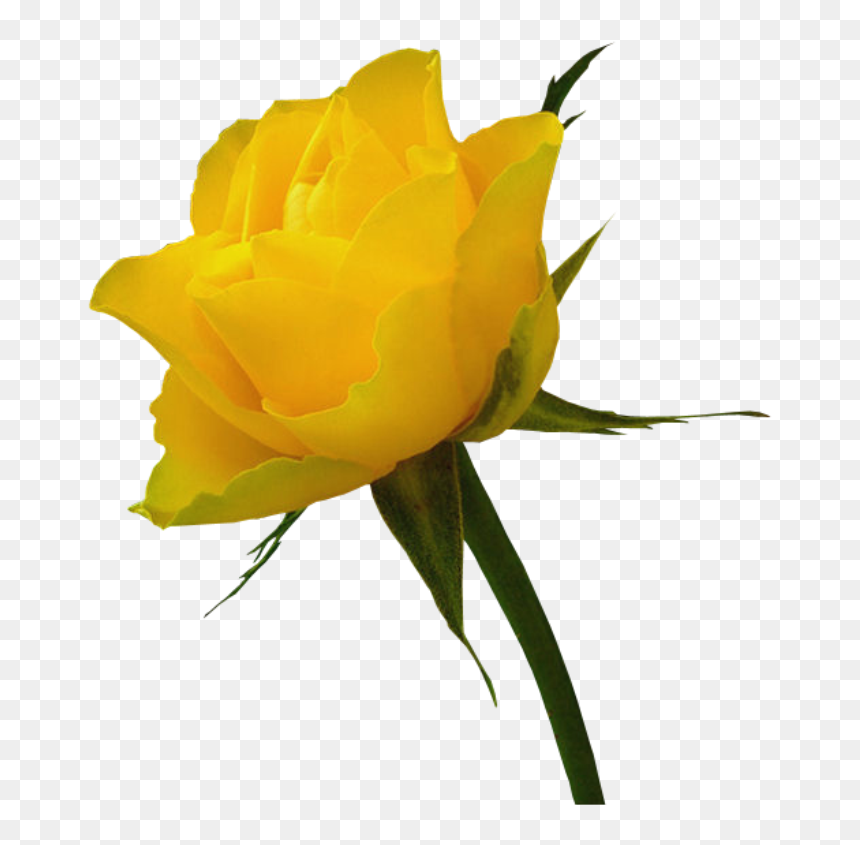 Red Rose Clip Art - Real Yellow Roses Transparent, HD Png Download - yellow rose png