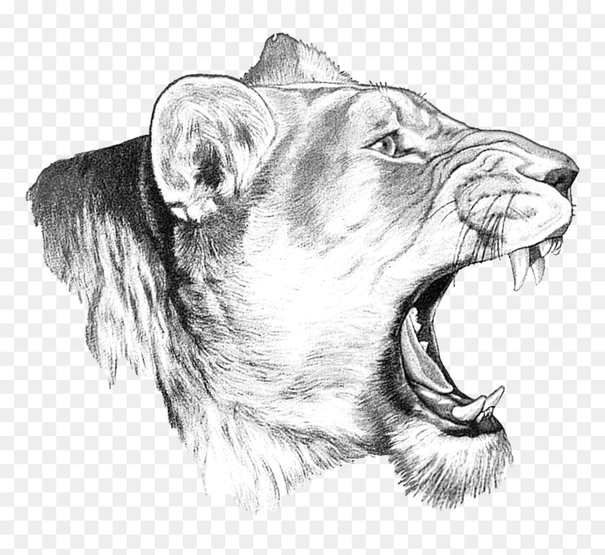 Sketch, HD Png Download - lioness png