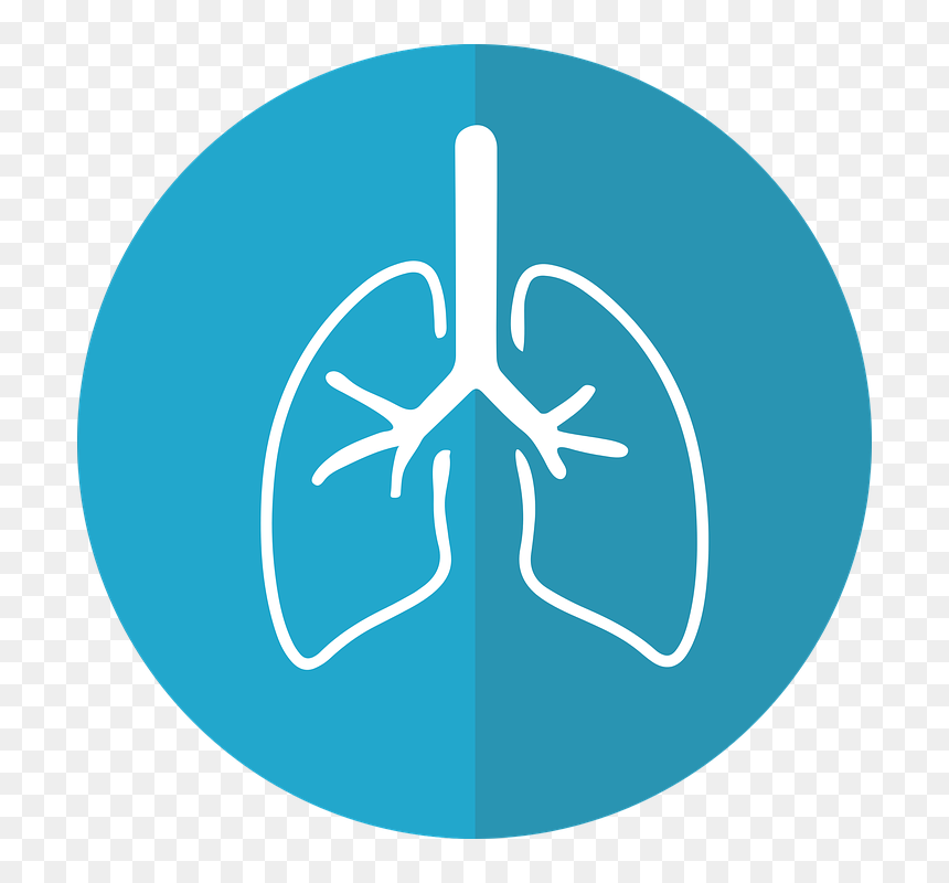 Lung Graphic, HD Png Download - lungs png
