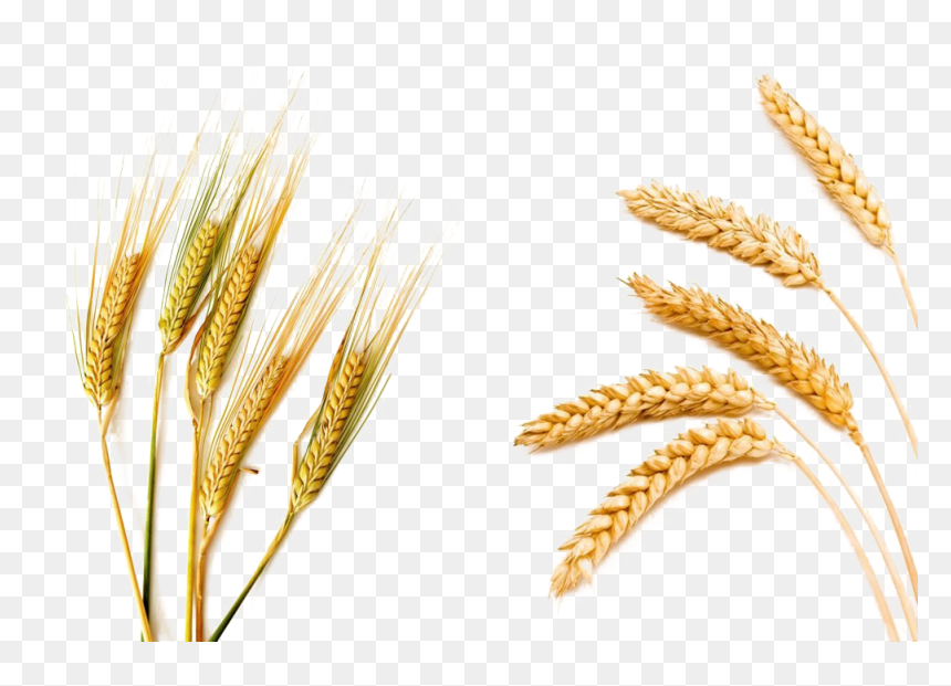 Barley Png Picture - Barley Wheat, Transparent Png - barley png